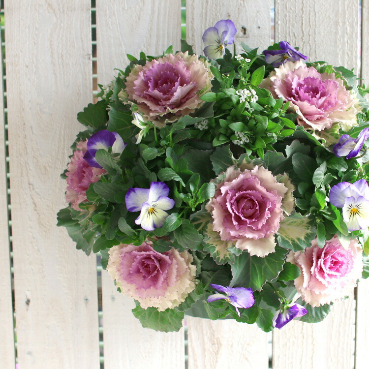 楽天市場 お正月飾りに 送料無料 葉牡丹 ハボタン のハンギング寄せ植え 空 そら 正月 飾り お正月飾り 玄関 アレンジメント 花 モダン しめ縄 リース お歳暮 門松 ハボタン 葉ボタン 花うるる 花でうるおう毎日