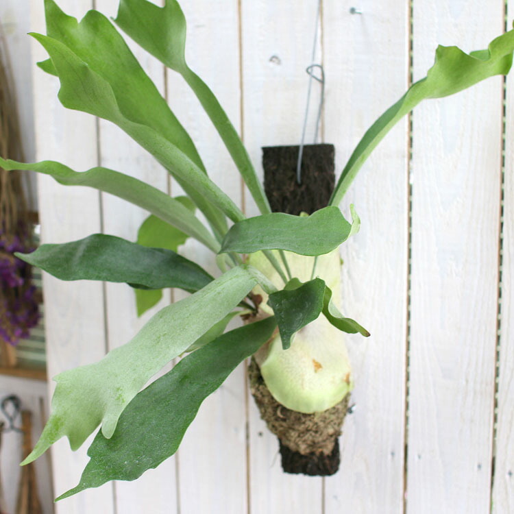 楽天市場 限定3個 観葉植物 コウモリラン アルシコルネ ビカクシダ 育てやすい インテリア 壁掛け 吊下げ 雑貨 おしゃれ 種類コウモリラン 花 うるる 花でうるおう毎日