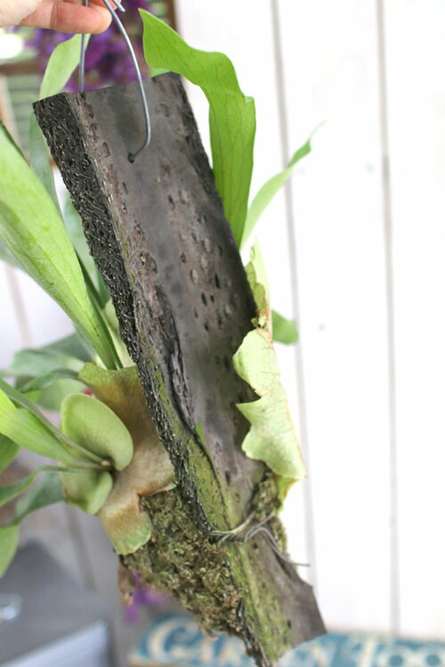 楽天市場 限定3個 観葉植物 コウモリラン アルシコルネ ビカクシダ 育てやすい インテリア 壁掛け 吊下げ 雑貨 おしゃれ 種類 コウモリラン 花うるる 花でうるおう毎日