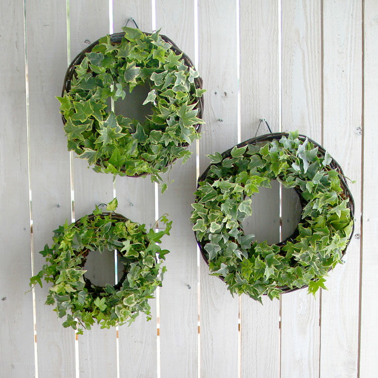 ヒルナンデスで紹介 ロングアイビーのナチュラル リング 直径30cmサイズ 室内 屋外 ご自宅用 プレゼントに ジャングルインテリア リース 玄関 ヘデラ 苗 蔦 ツタ 観葉植物 リース 誕生日 各種 御祝い 結婚祝い リース 出産祝い お祝い Giosenglish Com
