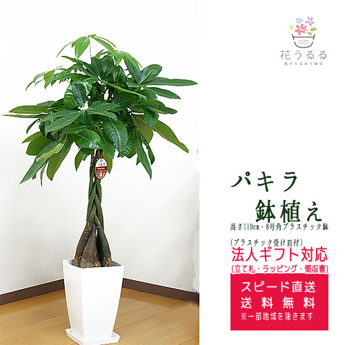 パキラ 楽天市場】観葉植物 パキラ 7号角プラスチック鉢 高さ約1m