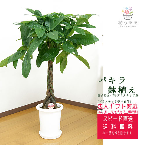 楽天市場 観葉植物 パキラ 7号 プラスチック鉢 高さ約95 Pach07 007 大型 開店祝い 新築祝い 誕生日プレゼント 引越し祝い インテリア アジアン モダン スクエア おしゃれな植木鉢 送料無料 花うるる 花でうるおう毎日