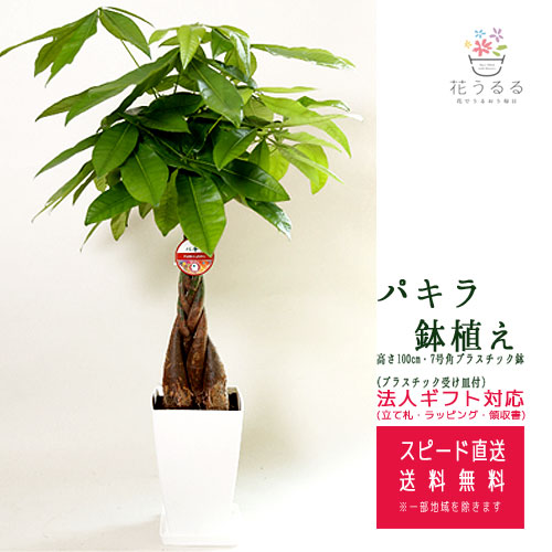 新品本物 楽天市場 観葉植物 パキラ 7号角プラスチック鉢 高さ約1m Pach07 006 大型 開店祝い 新築祝い 誕生日プレゼント 引越し祝い インテリア アジアン モダン スクエア おしゃれな植木鉢 送料無料 花うるる 花でうるおう毎日 超激安 Membership