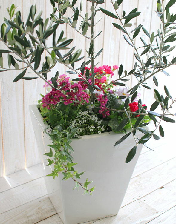 楽天市場 選べる鉢４種類 送料無料 オリーブの木 季節の花を寄せ植え ホワイト ブラック 高さ110 1cm前後 ご自宅用 店舗 メインツリー シンボルツリー 寄せ植え 玄関先 おしゃれ フラワー ギフト ガーデニング セット 贈り物 鉢 誕生日 ギフト 新築