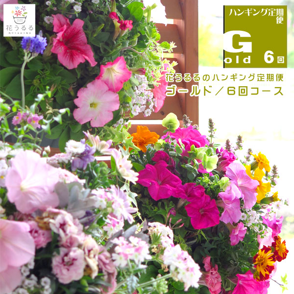 鬼木さんの秋色紫陽花｜押さえる此れから取って置く受け付け中