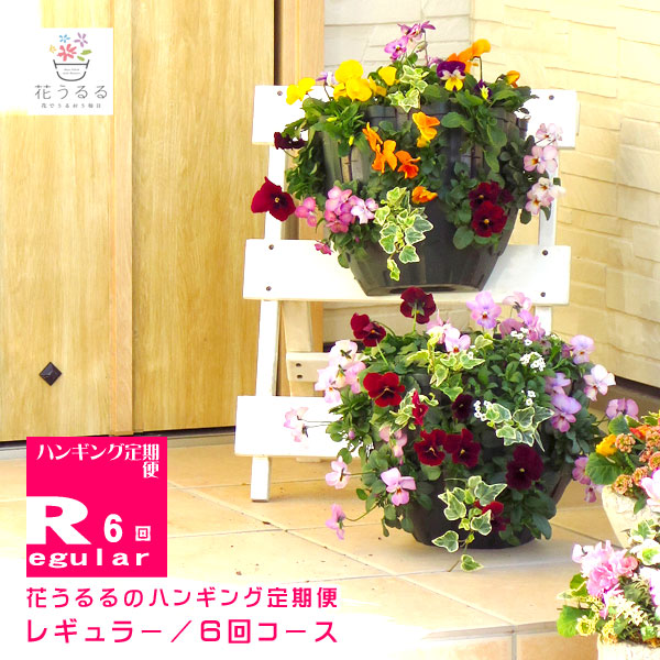 鬼木さんの秋色紫陽花｜制限事項先んずる取っておく受け付け中