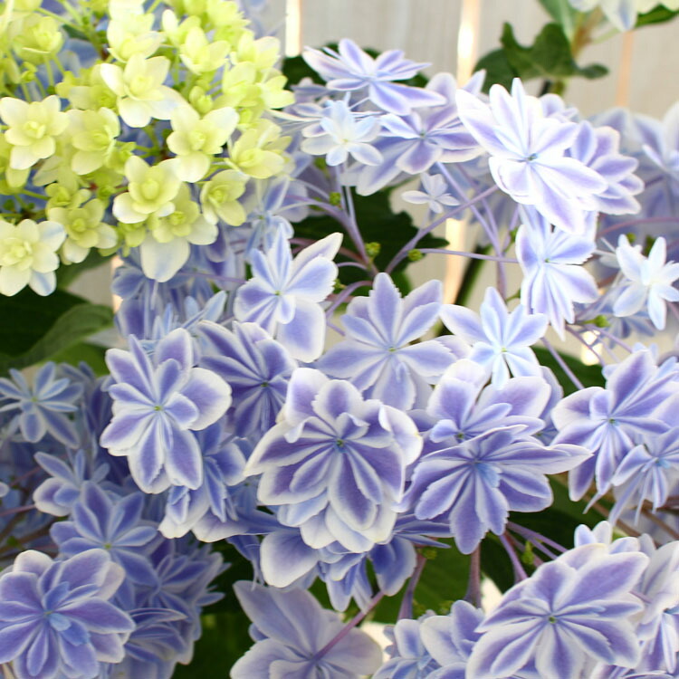 楽天市場 あのレア品種が少量入荷 アジサイ 万華鏡 ブルー ５号鉢 フラワーオブザイヤー受賞の島根県オリジナルアジサイがついに当店にも入荷 品切れ御免 鉢植え ギフト 山 あじさい アジサイ 紫陽花 品種 種類 花うるる 花でうるおう毎日