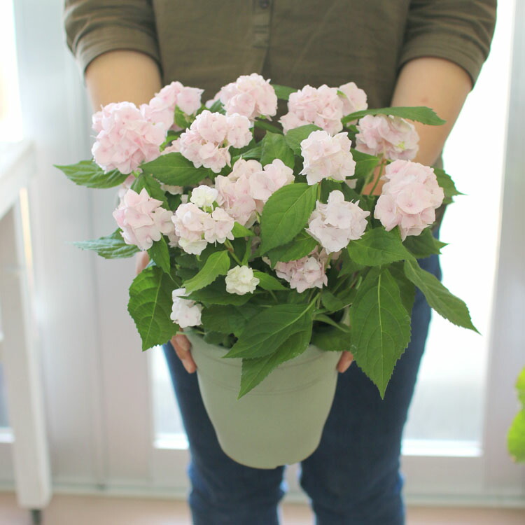 セール品 感謝sale 大変珍しい 山アジサイ 伊予獅子てまり アジサイ苗 速達メール便 Ins Com Mk