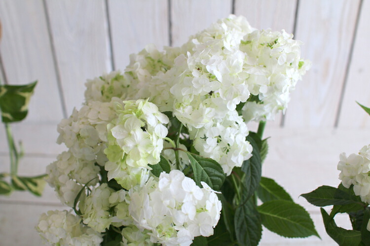 楽天市場 ラッピング無料 幻のヤマアジサイ 白扇 秋色アジサイ５号鉢 アンティーク 山アジサイ 山紫陽花 あじさい 鉢植え アジサイ 紫陽花 秋色 品種 花うるる 花でうるおう毎日