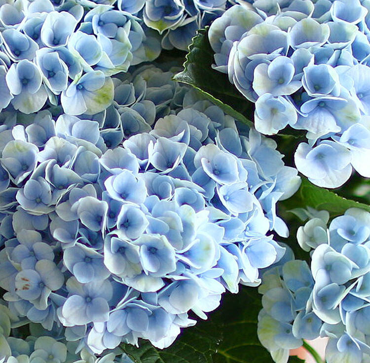 数量限定セール ギフトやご自宅用にも あじさい 鉢植え アジサイ 紫陽花 秋色 秋色アジサイ 品種 ハイドランジア マジカルレボリューション ブルー 8号鉢 色幅あり 紫陽花 あじさい 鉢植え アジサイ 紫陽花 秋色 品種 日本人気超絶の