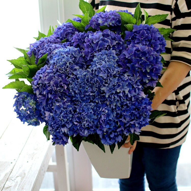 楽天市場 色変わりしながら長く咲き続ける 秋色アジサイ 品種 アマランス プチ ブルー 7号鉢 アンティーク アジサイ 紫陽花 あじさい 鉢植え アジサイ 紫陽花 秋色 品種 花うるる 花でうるおう毎日