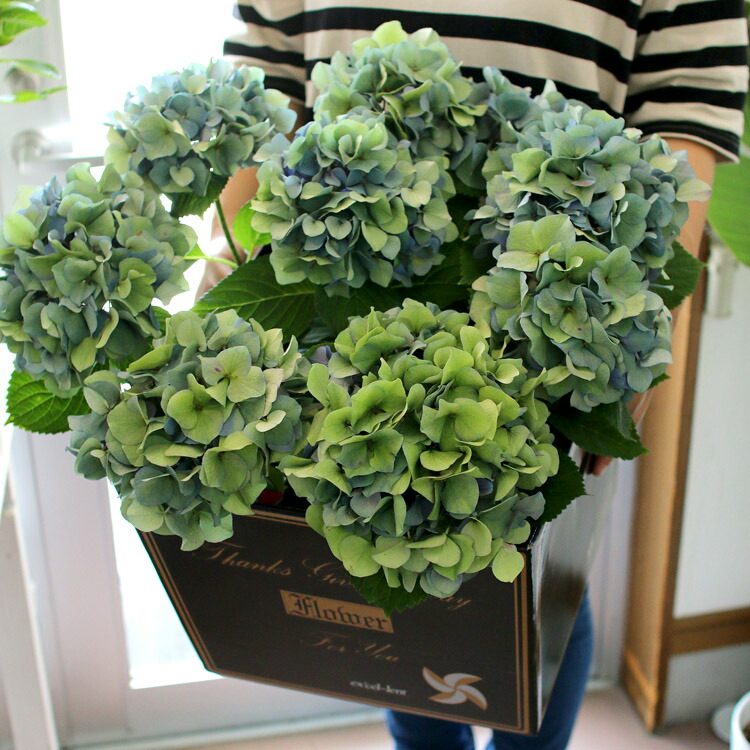 クリアランスセール 秋色アジサイ 色変わり進行中 山口パープル 山口秋色 ６号鉢 アンティーク 秋色 紫陽花 ハイドランジア あじさい 鉢植え アジサイ 紫陽花 秋色 品種 Biosolarenergy Com Co