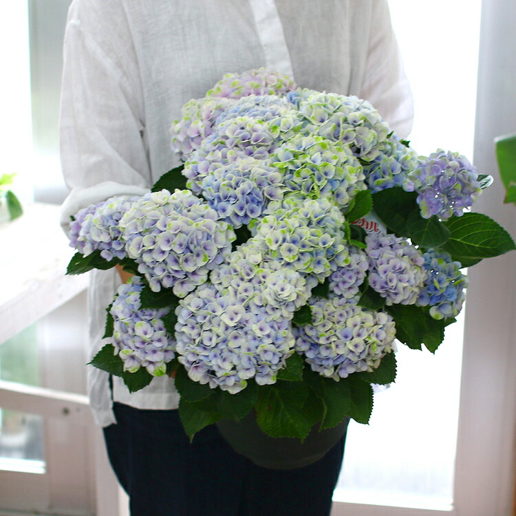 楽天市場 色変わり 秋色アジサイ 品種 マジカル シリーズ ハイドランジア マジカルレボリューションピンク 8号鉢 ハイドランジア 紫陽花 あじさい 鉢植え アジサイ 紫陽花 秋色 品種 花うるる 花でうるおう毎日