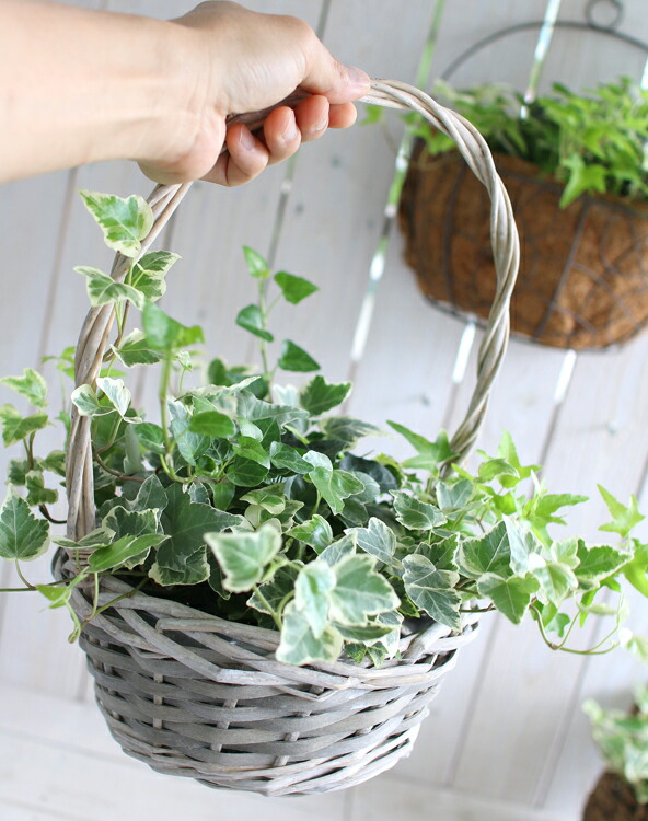 楽天市場 アイビー 丸底かご 寄せ植え L 01 28 寄せ鉢 寄せかご 寄せカゴ 室内 屋外 ご自宅用 プレゼント グリーン 玄関 ヘデラ 苗 蔦 ツタ 観葉植物 誕生日 各種 御祝い 結婚祝い 出産祝い お祝い 花うるる 花でうるおう毎日