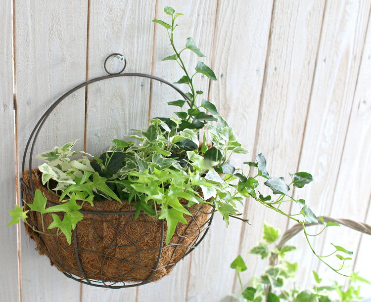 アイビーの壁掛け寄せ植えバスケット 04 3008 ヤシ繊維マット アンティーク アイアン 寄せ鉢 寄せかご 寄せカゴ 室内 屋外 ご自宅用 プレゼント グリーン 玄関 ヘデラ 苗 蔦 ツタ 観葉植物 誕生日 各種 御祝い 結婚祝い 出産祝い お祝い Educaps Com Br