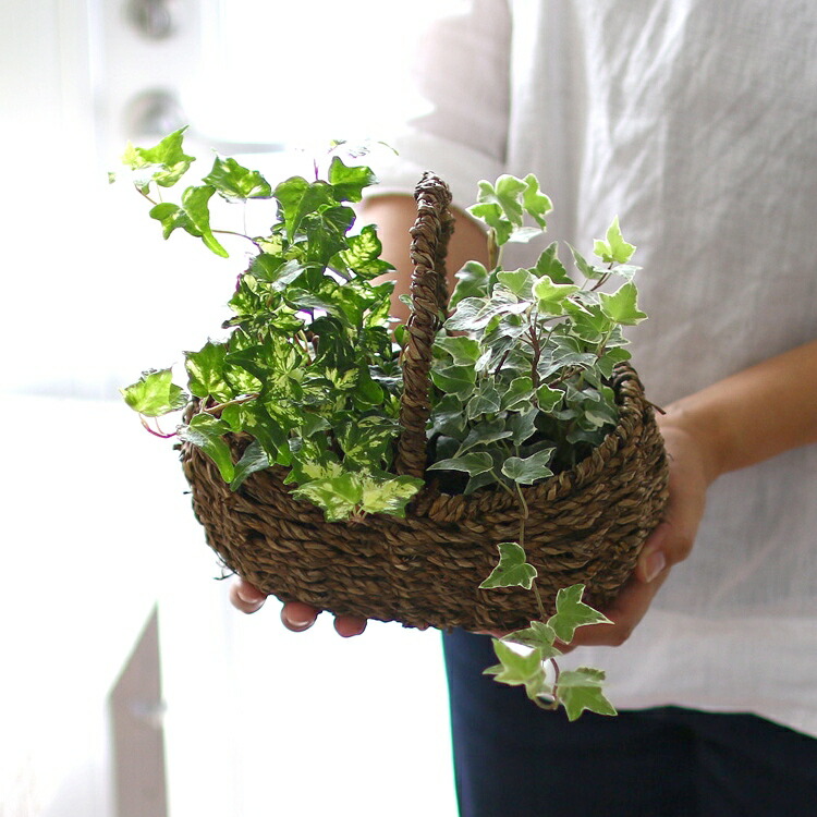 アイビー 手さげかご 寄せボール M 01 1762 01 1772 寄せ鉢 寄せかご 寄せカゴ 室内 露天 ご家処職能 付与 パッティンググリーン 開戸 ヘデラ 苗 蔦 ツタ 観葉草木 生誕年月日 各種 御御祭り ウェディング祝い 産み出す祝い 式 Foxunivers Com