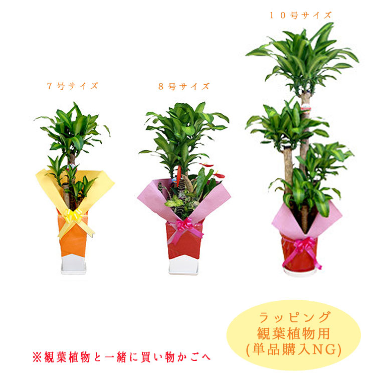 楽天市場 オプション ラッピング 観葉植物 用 観葉と同時注文の場合のみ有効 花うるる 花でうるおう毎日