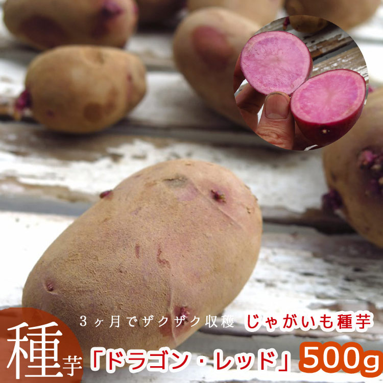アイマサリ種芋　20キロ じゃがいも 種芋 【予約】 【 アイマサリ 1kg 入り】 | 農業屋.com