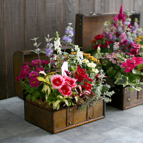 楽天市場 数量限定 送料無料 おまかせプレミア寄せ植え In トレジャーbox Mサイズ 精巧な作りのアンティークboxに季節の花苗をアレンジ ギャザリング 寄せ植え 春 夏 フラワー ギフト クラシック 花うるる 花でうるおう毎日