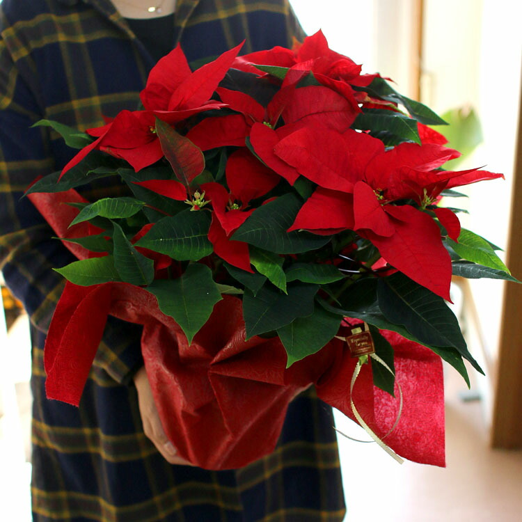 楽天市場 ポインセチア 鉢 送料無料 クリスマスを彩る ポインセチアの鉢植え５号鉢 ラッピング無料 Xmas ギフト クリスマス 鉢植え 御歳暮 ポインセチヤ お歳暮 鉢 大 プレゼント 花うるる 花でうるおう毎日