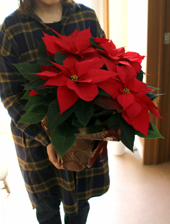 楽天市場 ポインセチア 鉢 送料無料 クリスマスを彩る ポインセチアの鉢植え５号鉢 ラッピング無料 Xmas ギフト クリスマス 鉢植え 御歳暮 ポインセチヤ お歳暮 鉢 大 プレゼント 花うるる 花でうるおう毎日