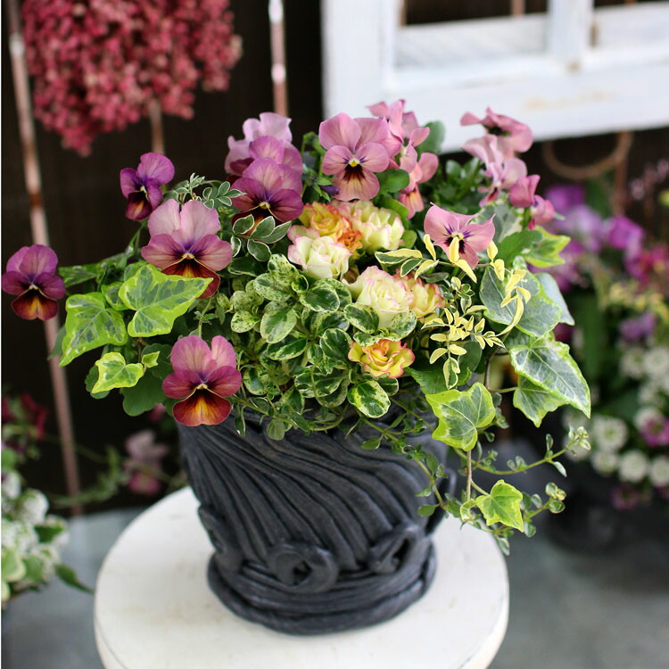 楽天市場 訳あり 一挙売り尽くし 現品限り 送料無料 春の寄せ植え ギャザリングアレンジ 綱木紋 寄せ植え ギフト 冬 春 鉢 セット 花 ギャザリング つなきもん ビオラ ハンギングバスケット ハンギング プランツ プランター 花うるる 花でうるおう毎日