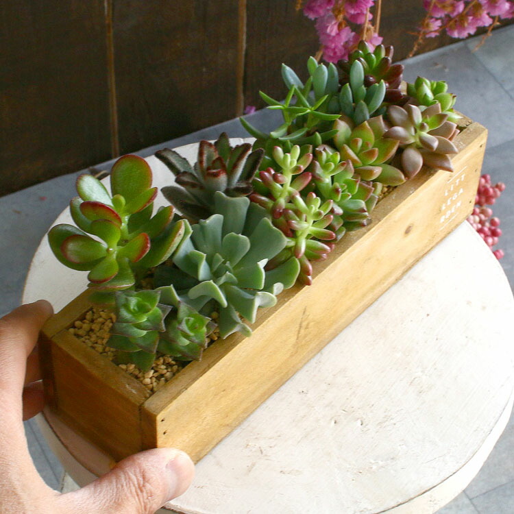 楽天市場 多肉植物 寄せ植え おしゃれ ナチュラルウッド サボテン 観葉植物 ギフト 鉢 インテリア 雑貨 おしゃれ ハオルチア ビスタ セダム エケベリア サボテン オシャレ 花うるる 花でうるおう毎日