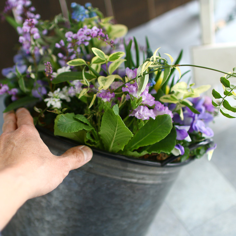 春の寄せ植え 花うるるアレンジ メタルポット 寄せ植え Mサイズ 寄植え ブリキ メタル ハンギング 花束 ギフト プレゼント 新築祝い 結婚祝い 誕生日 玄関 Mavipconstrutora Com Br