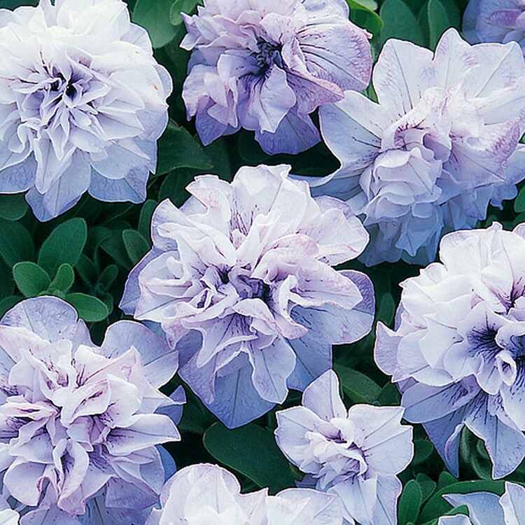 楽天市場 タキイの八重ペチュニア苗 ドレスアップ 良株 ラベンダー 9cmポット苗 ペチュニア 苗 セット ガーデニング サフィニア 八重咲き 花うるる 花でうるおう毎日