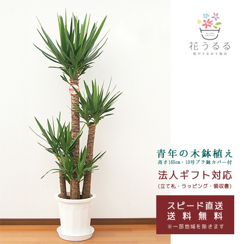 最も優遇 観葉植物 ユッカ 青年の木 10号プラスチック鉢 Yucc10 001 高さ約1 65m 大型 新築祝い 誕生日プレゼント 引越祝い インテリア Www Fundacaodorina Org Br