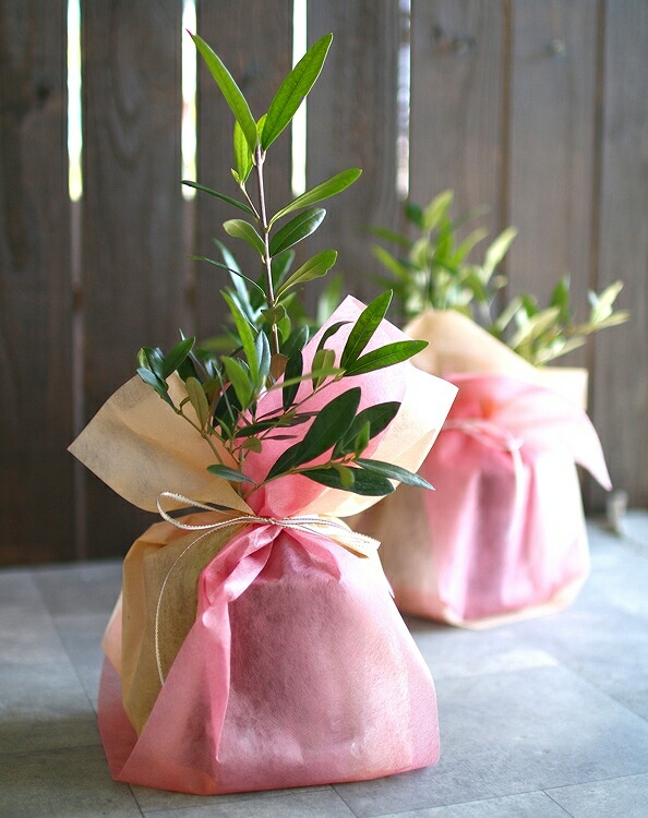 ミニオリーブ オリーブの木 高さ30 45cm前後 選べる鉢 3色 ひなかぜ ヒナカゼ オリーブの木 販売 苗木 観葉植物 オリーブの木 鉢植え ガーデニング ミニ観葉 テーブル観葉 デスクワーク リモート Educaps Com Br