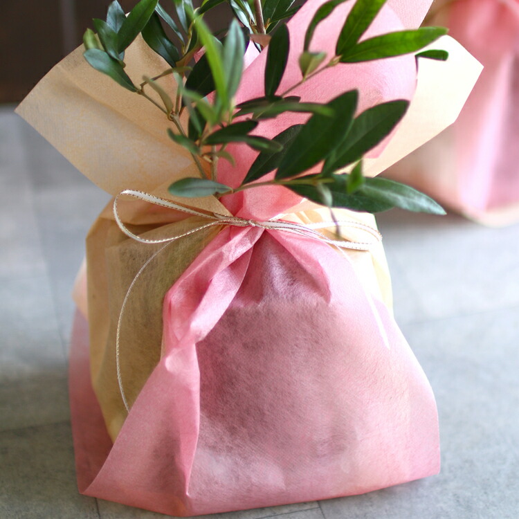 ミニオリーブ オリーブの木 高さ30 45cm前後 選べる鉢 3色 ひなかぜ ヒナカゼ オリーブの木 販売 苗木 観葉植物 オリーブの木 鉢植え ガーデニング ミニ観葉 テーブル観葉 デスクワーク リモート Educaps Com Br