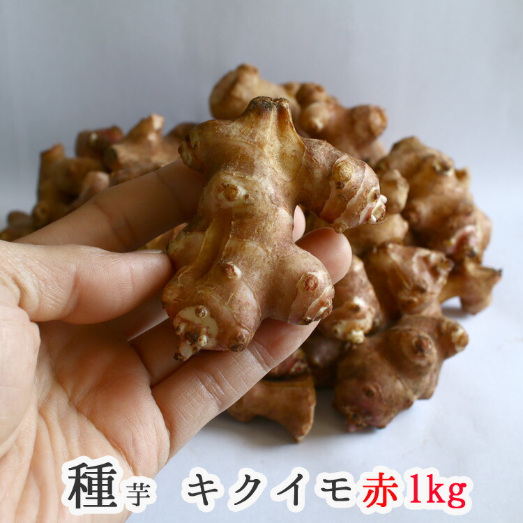 楽天市場 春植え 種イモ 赤 菊芋 1kg 熊本県産 イヌリン ポリフェノール 成分 種芋 種 きくいも 種いも 苗 イモ 家庭菜園 苗 春植え 花うるる 花でうるおう毎日