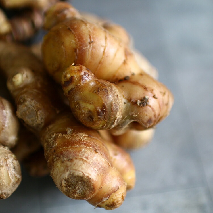 楽天市場 春植え 種ショウガ 金時紅 大生姜 1kg 長崎県産 洗浄処理済 生姜 種生姜 種しょうが 苗 家庭菜園 苗 春植え 花うるる 花でうるおう毎日