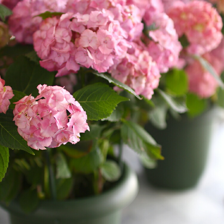 楽天市場 秋色アジサイ 品種 ハイドランジア アンティーク ジュエル 8号鉢 紫陽花 あじさい 鉢植え アジサイ 紫陽花 秋色 品種 花うるる 花でうるおう毎日