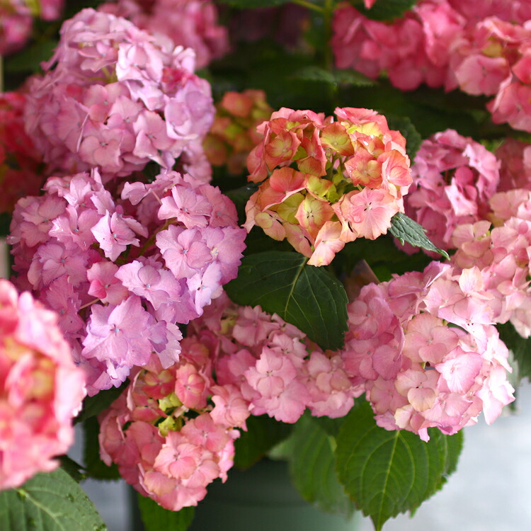 楽天市場 秋色アジサイ 品種 ハイドランジア アンティーク ジュエル 8号鉢 紫陽花 あじさい 鉢植え アジサイ 紫陽花 秋色 品種 花うるる 花でうるおう毎日