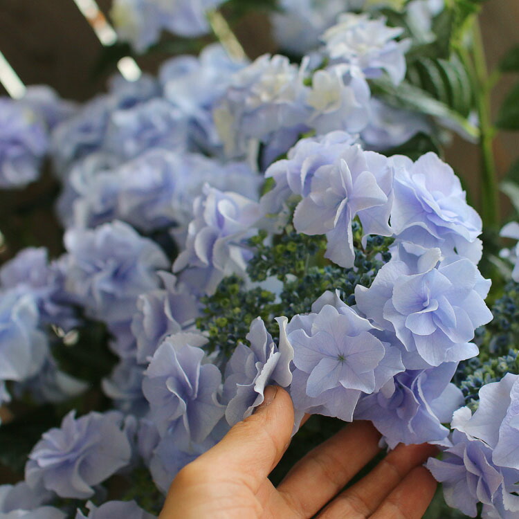 楽天市場 秋色アジサイ 品種 ハイドランジア 雷音 ライオン 8号鉢 紫陽花 あじさい 鉢植え アジサイ 紫陽花 秋色 品種 花うるる 花でうるおう毎日 楽天市場 秋色アジサイ 品種 ハイドランジア 雷音 ライオン 8号鉢 紫陽花 あじさい 鉢植え アジサイ 紫陽花 秋色 品種 花うるる 花でうるおう毎日