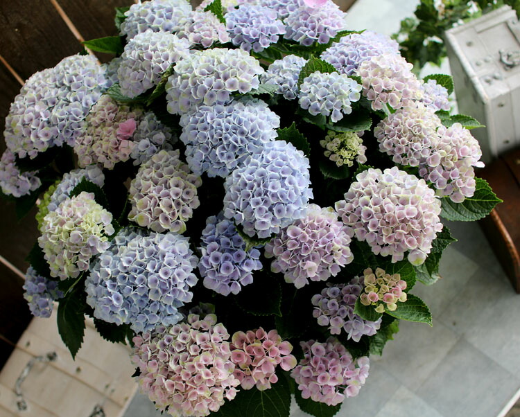 楽天市場 秋色アジサイ 品種 ハイドランジア ピンクグラデーション 8号鉢 紫陽花 あじさい 鉢植え アジサイ 紫陽花 秋色 品種 花うるる 花でうるおう毎日 楽天市場 秋色アジサイ 品種 ハイドランジア ピンクグラデーション 8号鉢 紫陽花 あじさい 鉢植え アジサイ 紫陽花 秋色 品種 花うるる 花でうるおう毎日