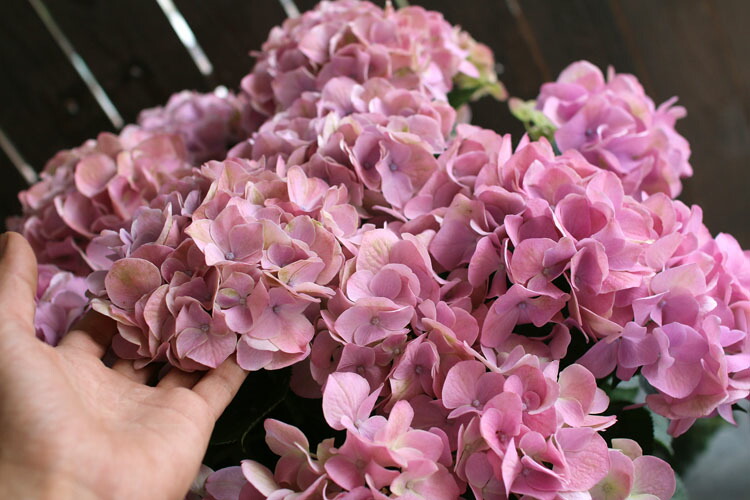 楽天市場 秋色アジサイ 品種 ハイドランジア スコーピオン 8号鉢 紫陽花 あじさい 鉢植え アジサイ 紫陽花 秋色 品種 花うるる 花でうるおう毎日 楽天市場 秋色アジサイ 品種 ハイドランジア スコーピオン 8号鉢 紫陽花 あじさい 鉢植え アジサイ 紫陽花 秋色 品種 花うるる 花でうるおう毎日