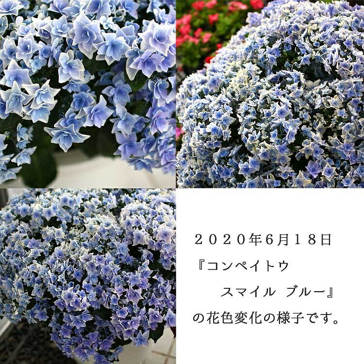 楽天市場 秋色アジサイ 品種 ハイドランジア コンペイトウ スマイル ブルー 15号鉢 紫陽花 あじさい 鉢植え アジサイ 紫陽花 秋色 品種 父の日 花うるる 花でうるおう毎日