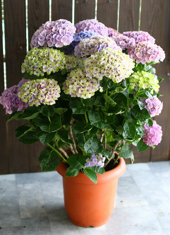 鉢植え 秋色アジサイ 品種 花うるる 花でうるおう毎日 紫陽花 紫陽花 あじさい コーラルピンク 秋色 秋色アジサイ 紫陽花 アジサイ 鉢植え ギフトやご自宅用にも 8号鉢 色幅あり 紫陽花 品種 ハイドランジア 鉢植え アジサイ あじさい