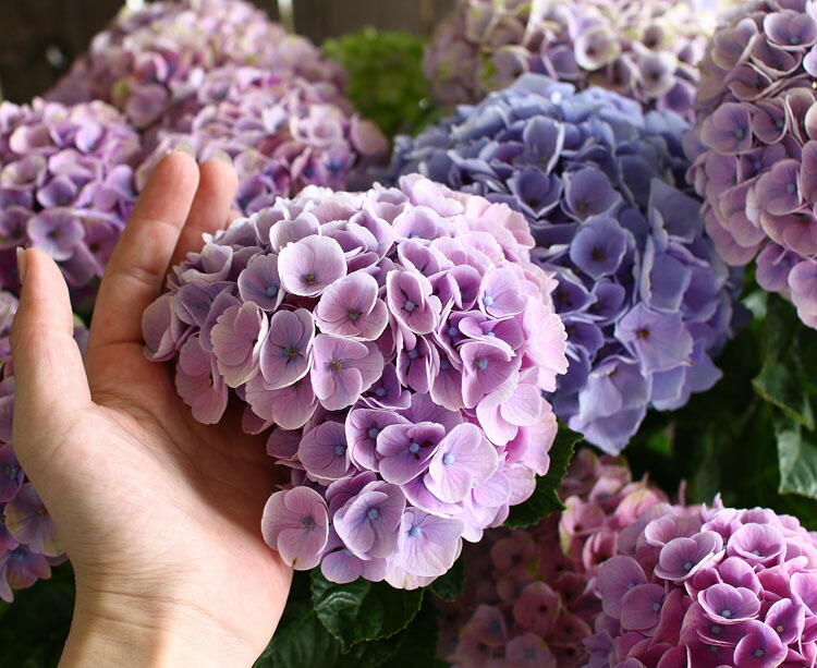 鉢植え 秋色アジサイ 品種 花うるる 花でうるおう毎日 紫陽花 紫陽花 あじさい コーラルピンク 秋色 秋色アジサイ 紫陽花 アジサイ 鉢植え ギフトやご自宅用にも 8号鉢 色幅あり 紫陽花 品種 ハイドランジア 鉢植え アジサイ あじさい