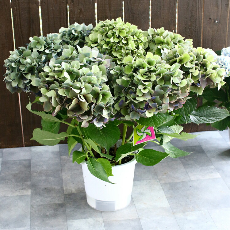 楽天市場 秋色アジサイ 秋色進行中 ルビー 品種 ハイドランジア 6号鉢 アンティーク 秋色 紫陽花 あじさい 鉢植え アジサイ 紫陽花 秋色 品種 花うるる 花でうるおう毎日 楽天市場 秋色アジサイ 秋色進行中 ルビー 品種 ハイドランジア 6号鉢 アンティーク 秋色 紫陽花 あじさい 鉢植え アジサイ 紫陽花 秋色 品種 花うるる 花でうるおう毎日