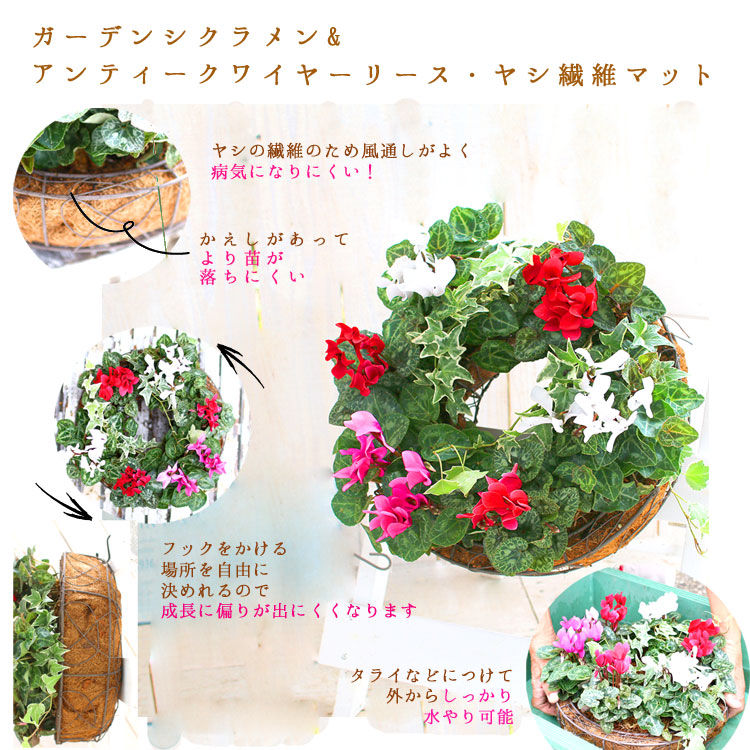 楽天市場 ガーデンシクラメンのリース寄せ植え ヤシマットリースver ワイヤーリース ヤシ繊維 花うるるロングセラーの人気リース型寄せ植え 冬 春までの寄せ植え ギフト 通販 楽天寄せ植えランキング１位 花うるる 花でうるおう毎日