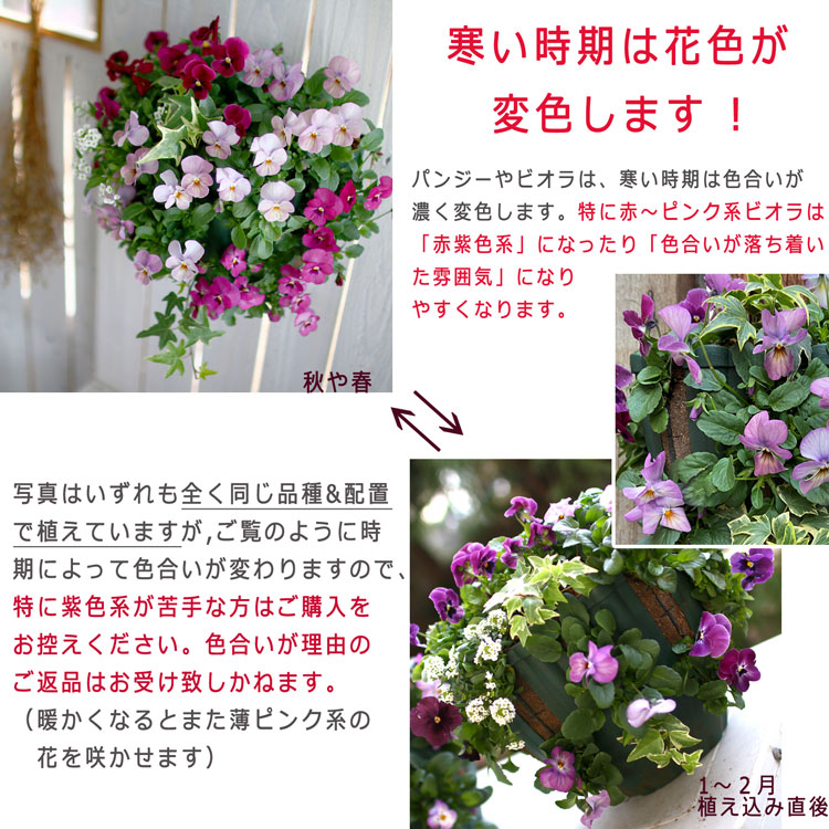 楽天市場 送料無料 ビオラのハンギングバスケット寄せ植え ローズリバー シンプル 開花期 今から初夏まで ハンギング 寄せ植え 秋 冬 セット ギフト 花 フラワー 花うるる 花でうるおう毎日