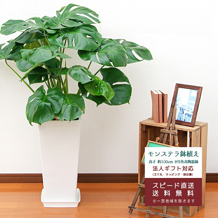 観葉植物 モンステラ8号角高陶器鉢 白 高さ約100cm Mons08 001 大型 開店祝い 新築祝い 誕生日プレゼント 引越祝い モダン インテリア スクエア おしゃれな植木鉢 送料無料 Pharmacybrandscanada Com