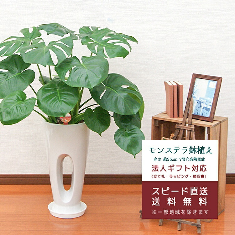 モンステラ 59745-1SS_1024x1024.jpg?v=