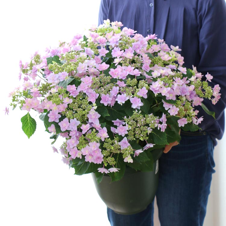 秋色紫陽花 変種 ハイドランジア 春月よ恋愛 8号数されこうべ ハイドランジア 紫陽花 あじさい 鉢植え アジサイ 紫陽花 秋色 品種 幣物やご居館使処に あじさい 鉢植え アジサイ 紫陽花 秋色 品種 Capitalphysicalmedicine Com