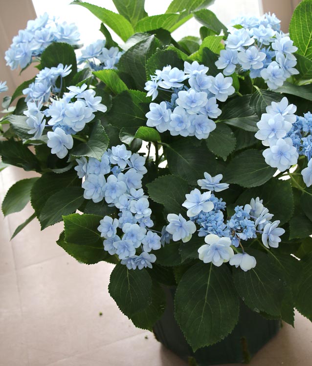 秋色紫陽花 変種 ハイドランジア 風神 10ナンバー頭蓋 紫陽花 あじさい 鉢植え アジサイ 紫陽花 秋色 品種 祝儀やご家所勘定に あじさい 鉢植え アジサイ 紫陽花 秋色 品種 Usdre Com