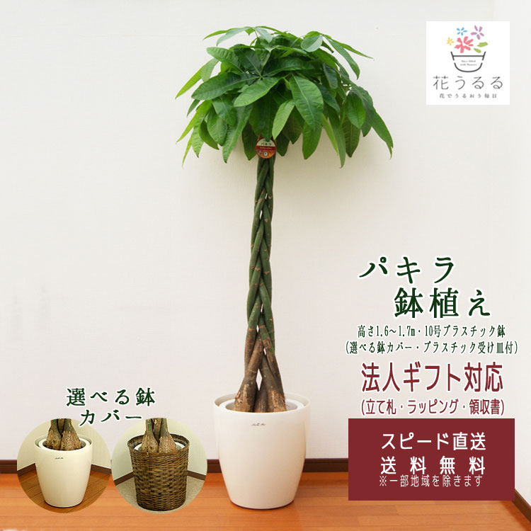 福岡引き取り限定　実生パキラ 約2m 白鉢付き 楽天市場】パキラ 実生（観葉植物｜花・観葉植物）：花